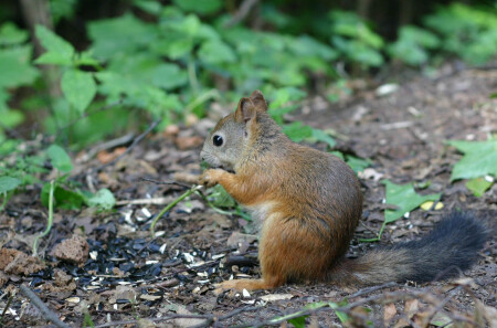 Семечки и черный хлеб от добрых людей
