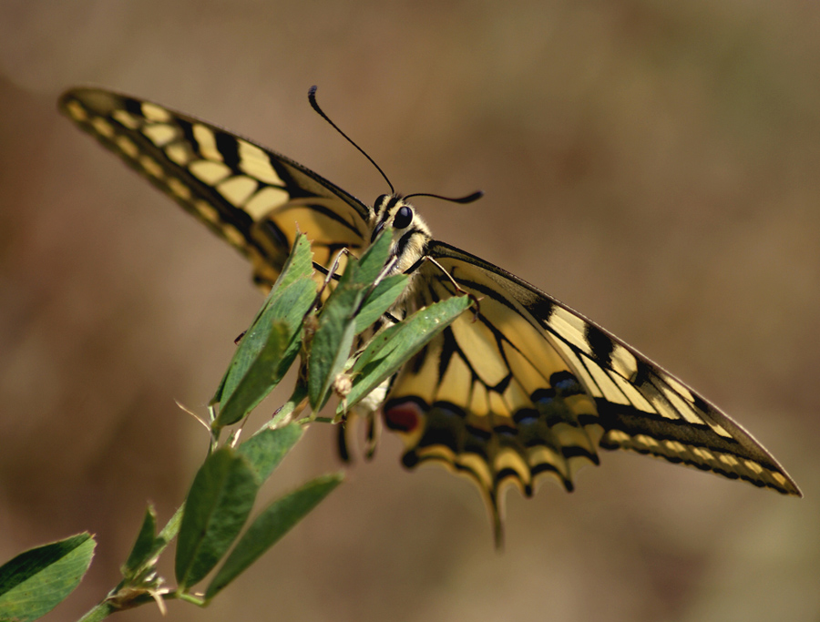 buterfly(нежная королева луговой)