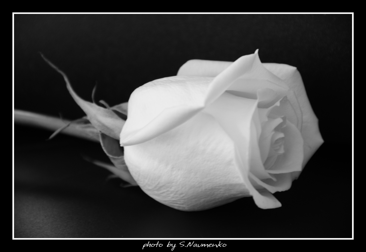 White Rose