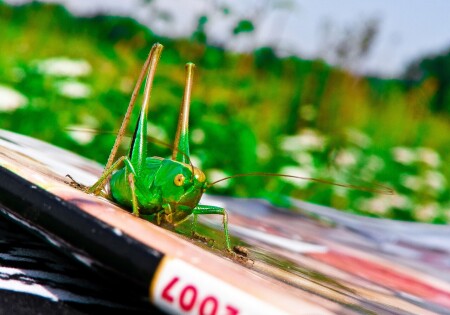 &amp;quot;Пришелец&amp;quot;