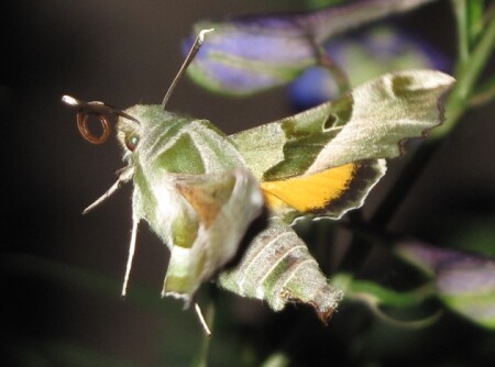 Бражник Прозерпина