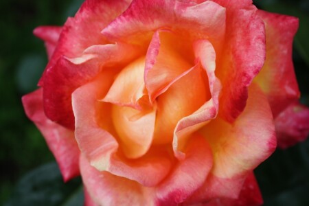 Розовая фантазия