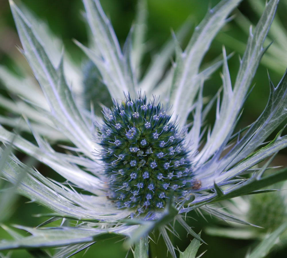 Blue Spines