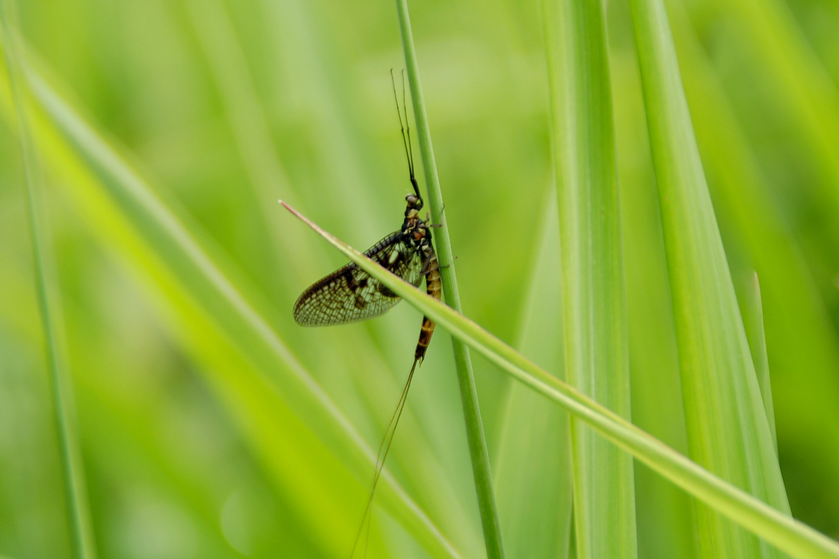 Ephemeroptera