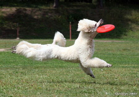 flypoodle