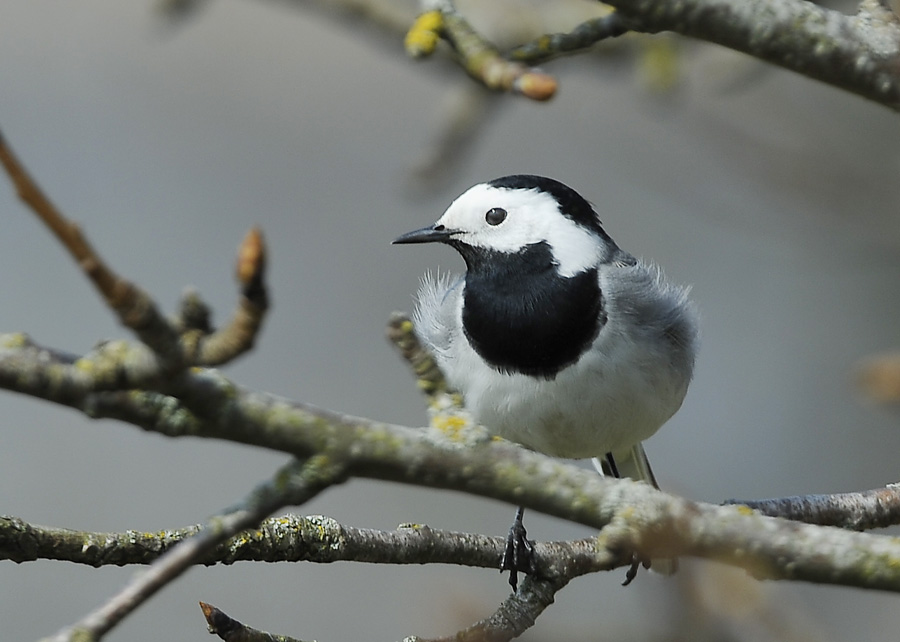 White Wagtail