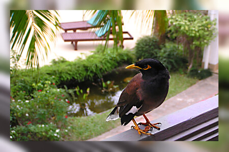 тайский &amp;quot;орел&amp;quot;