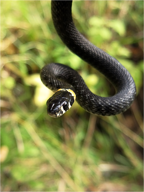 Черная змея на голове пятна. Змея гадюка маленькая черная. Чёрная змея с белыми пятнами. Зеленая змея с черными пятнами. Чёрная змея с белыми пятнами на голове.