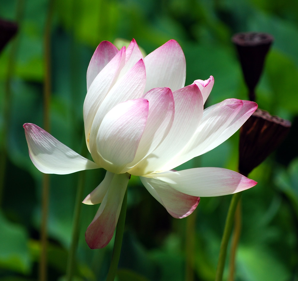 Wind And the Flower