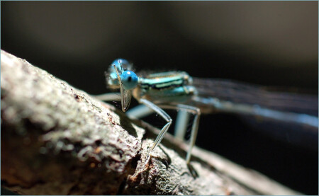 Сэр, есс сэр..