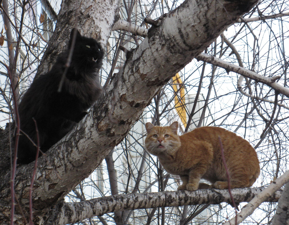 Мартовский котяра