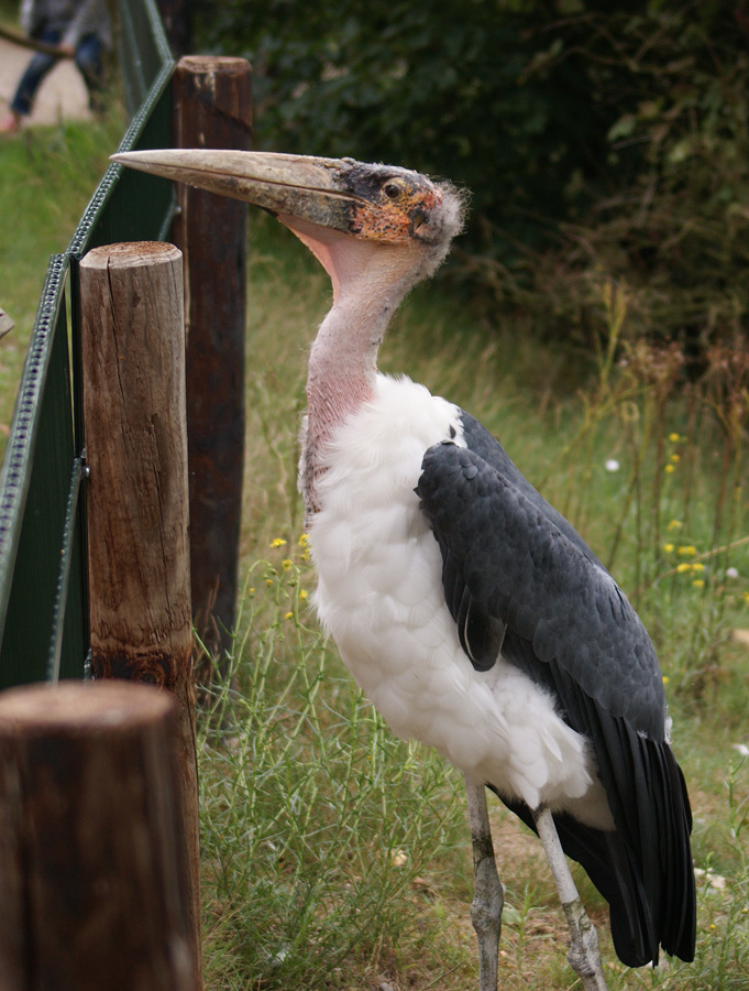 Marabu