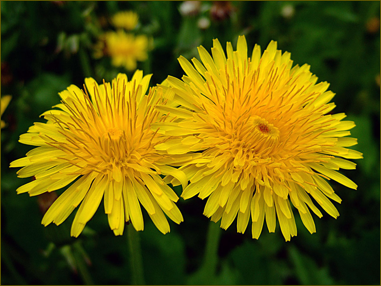 Sun flowers