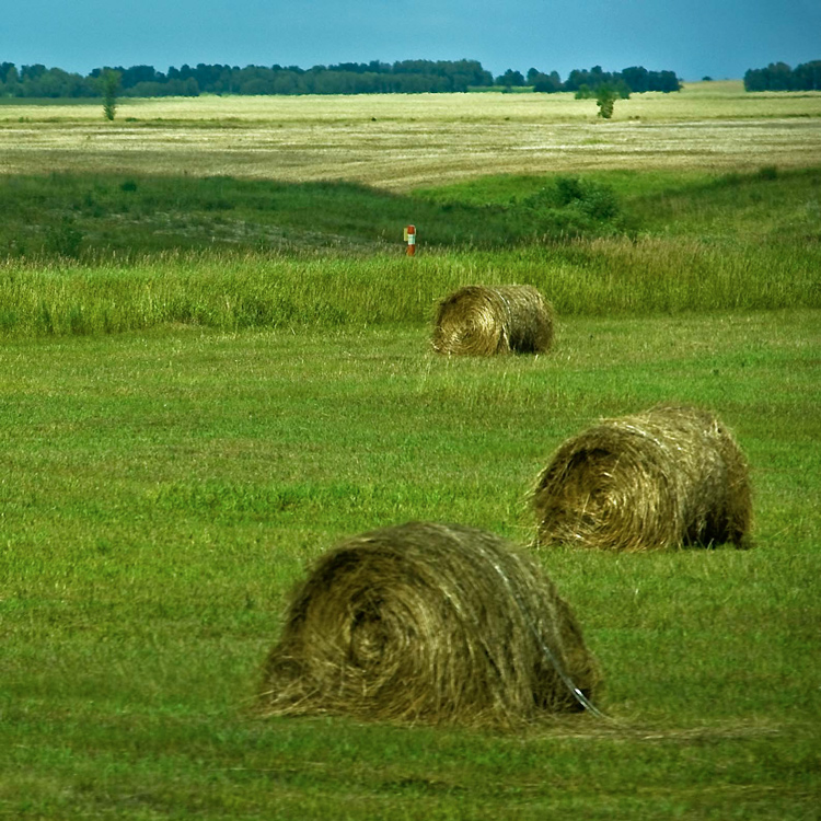 Сенокос