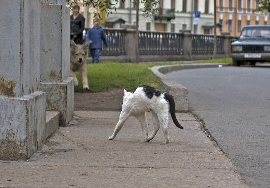 казус