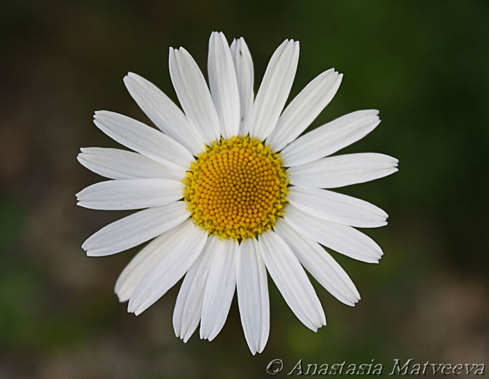 White Daisy