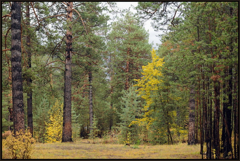 Осенний лес