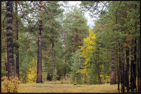 Осенний лес