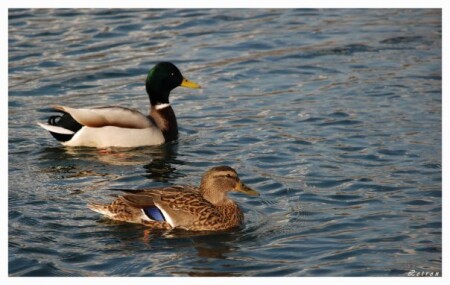 Влюбленные