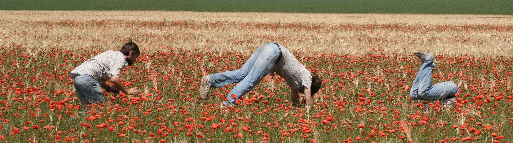 poppy field