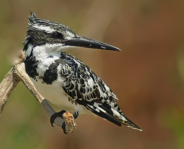 KingFisher(Ceryle rudis)