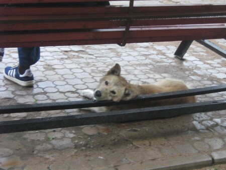 Бездомная собака