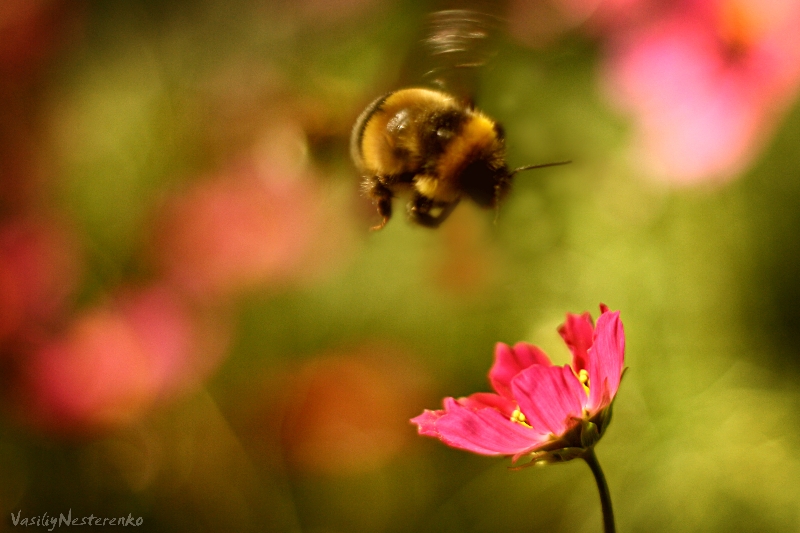 flowers feever