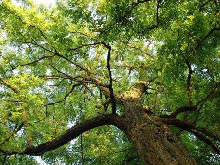 Белая акация