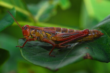 Мега кузнец