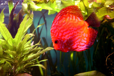 В Питерском Океанариуме