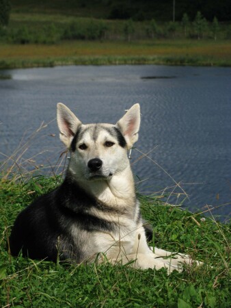 Дозор у пруда