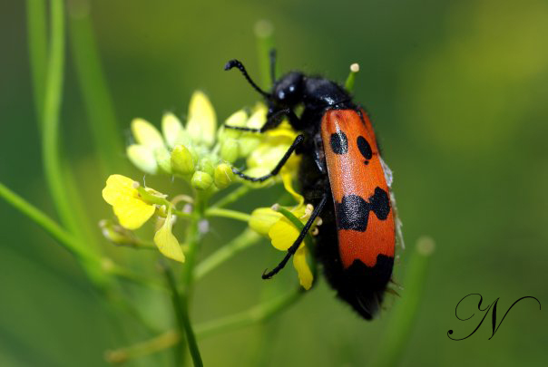 Megatrachelus sibirica