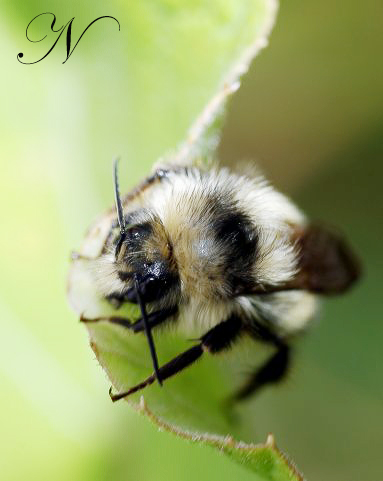 Bombus pascuorum