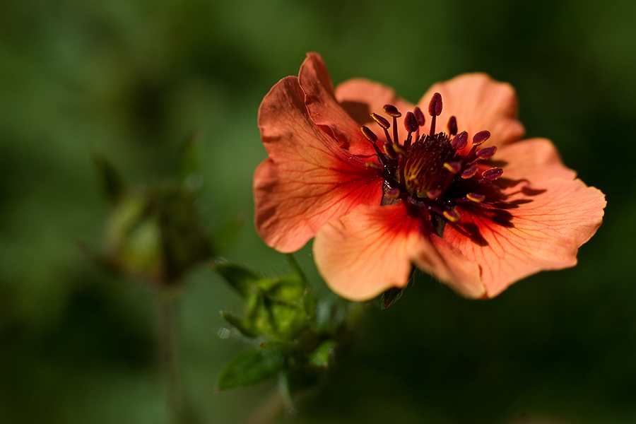 Potentilla