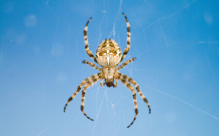 крестоносец