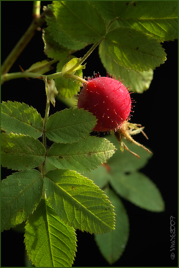 Rosa Cinnamomea.