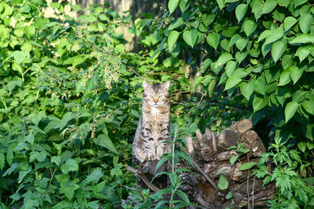 Мышь не проскочит