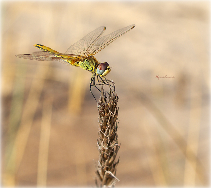 Dragonfly II