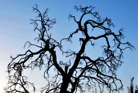 Фрактальное дерево