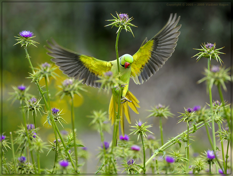 Rose-ringed Parakeet