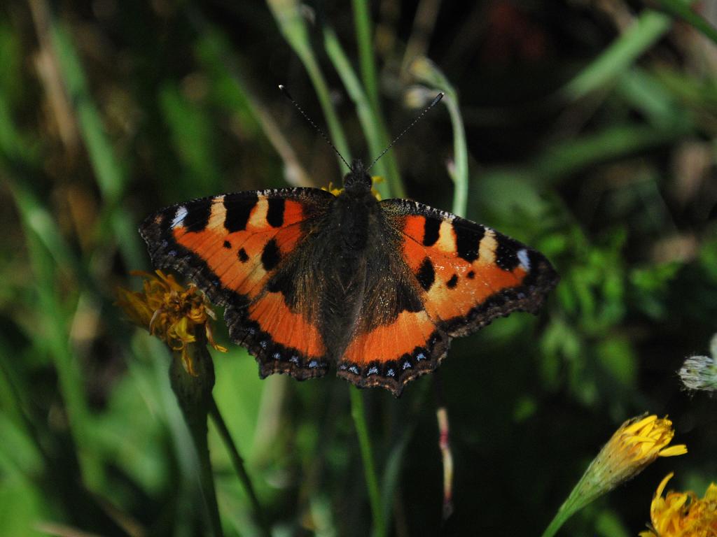 Aglais urticae КРАПИВНИЦА