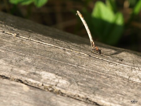 Formicidae