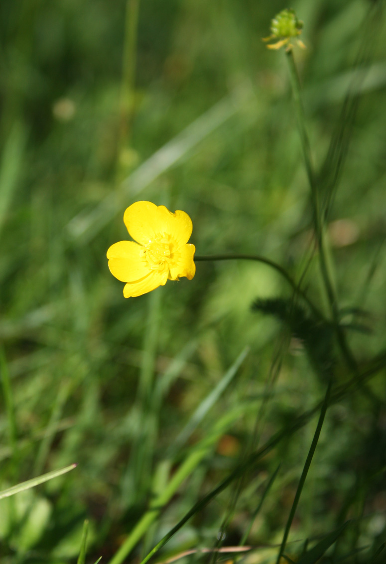 Yellow flower