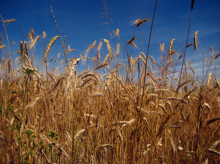 fields of gold