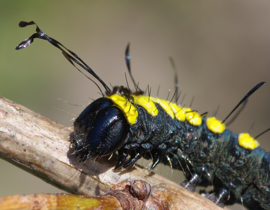 Acronicta alni