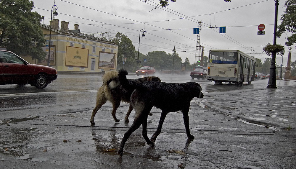 ненастный день