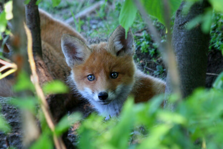 Детский взгляд