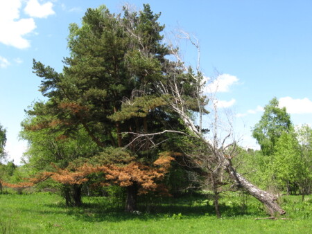 неземное притяжение