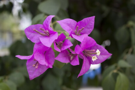 Тропический цветок