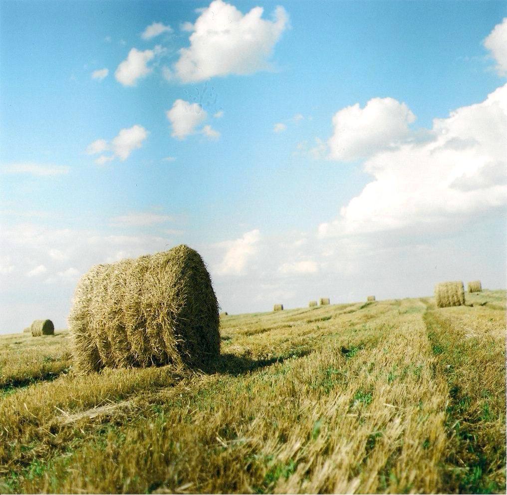 Во глубине полей.